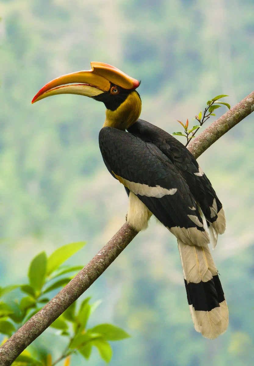 Great Hornbill - ML629981687