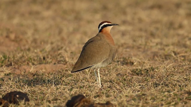 Indian Courser - ML629981700