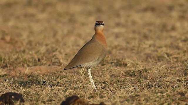 Indian Courser - ML629981701