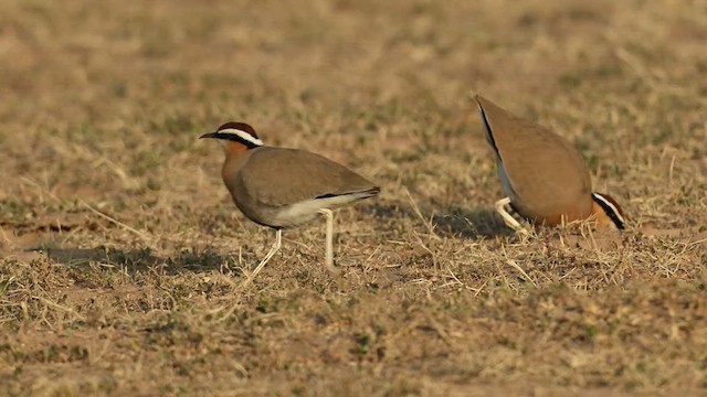 Indian Courser - ML629981703