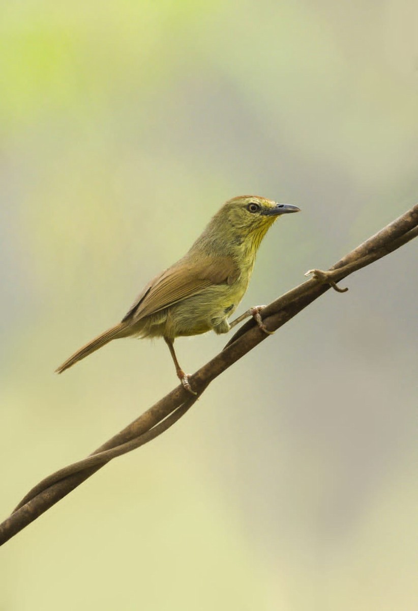 Pin-striped Tit-Babbler - ML629981707