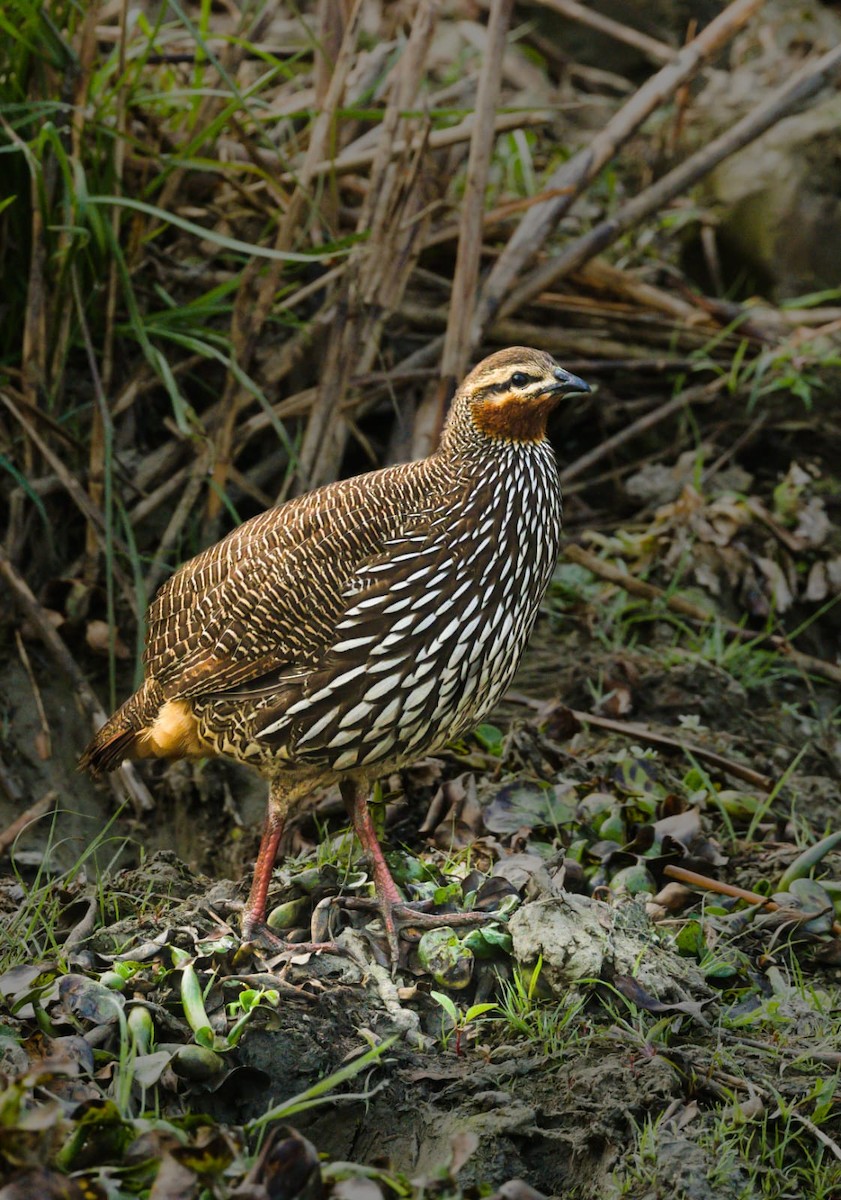 Swamp Francolin - ML629981748