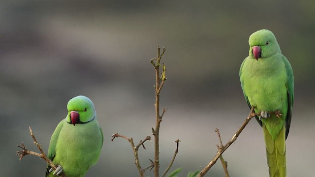 ホンセイインコ - ML629981763