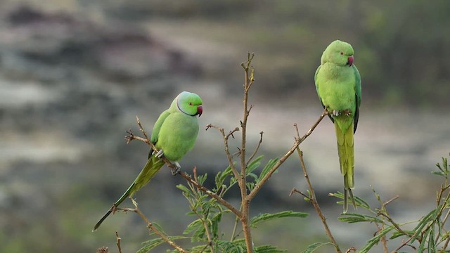 ホンセイインコ - ML629981764