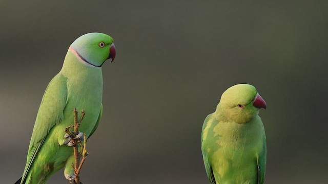 ホンセイインコ - ML629981765