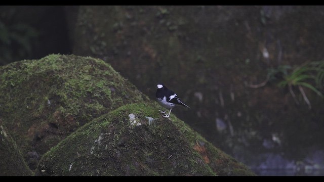 dvergkløftstjert - ML629981815