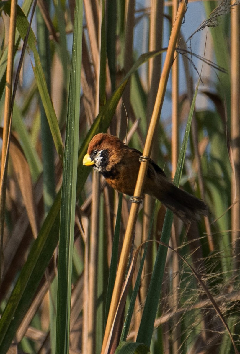 Black-breasted Parrotbill - ML629981839