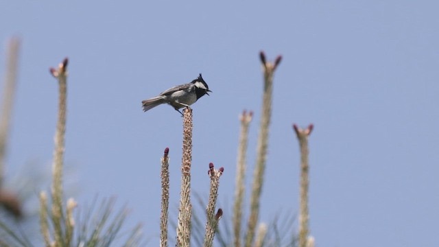 ヒガラ（ptilosus／kuatunensis） - ML629981922