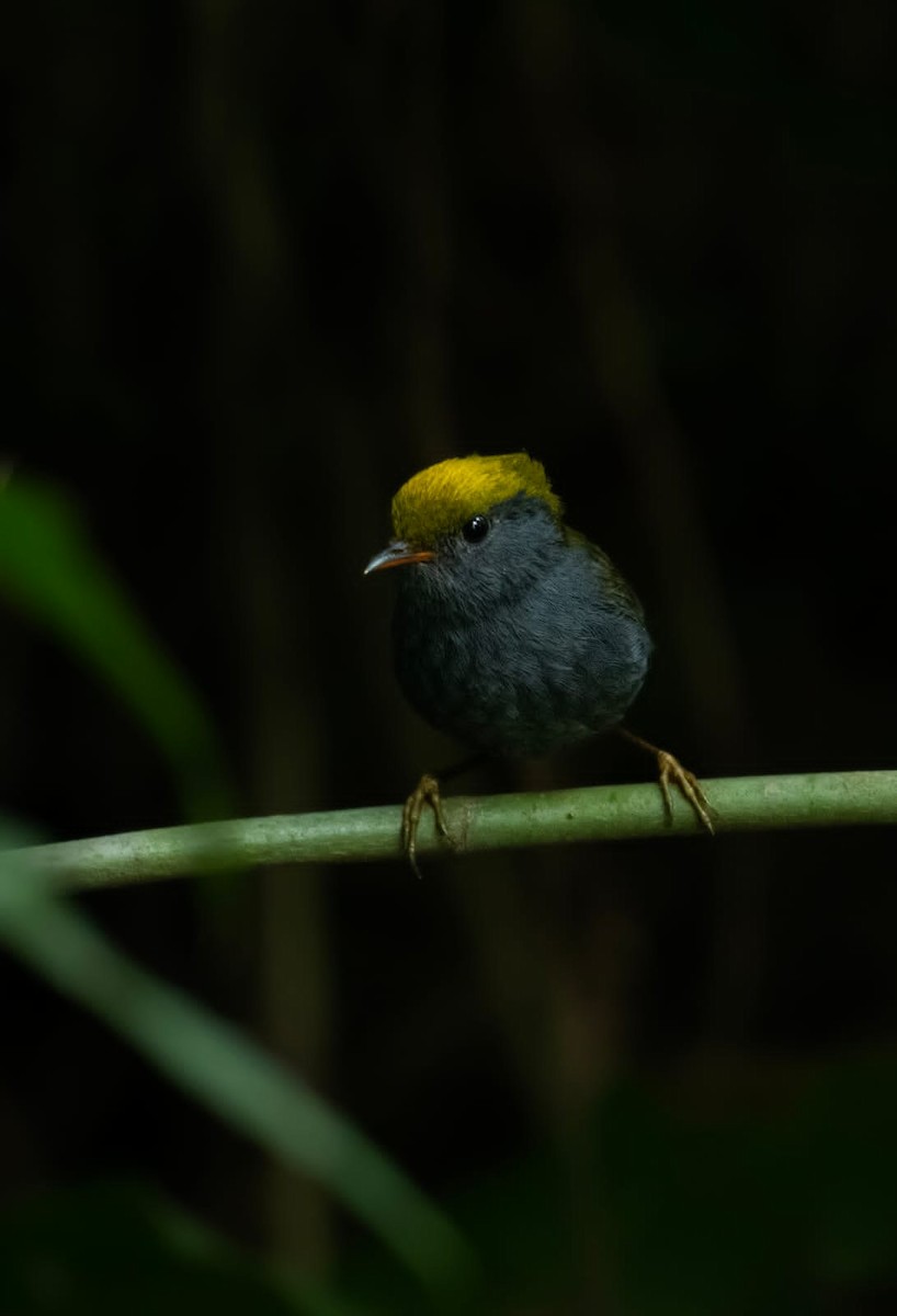 Slaty-bellied Tesia - ML629981945