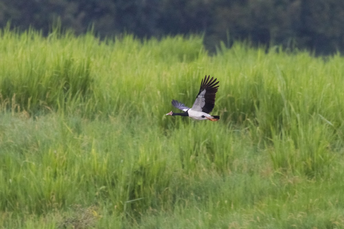 Magpie Goose - ML629981978