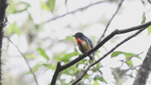 Fire-breasted Flowerpecker (Taiwan) - ML629982167