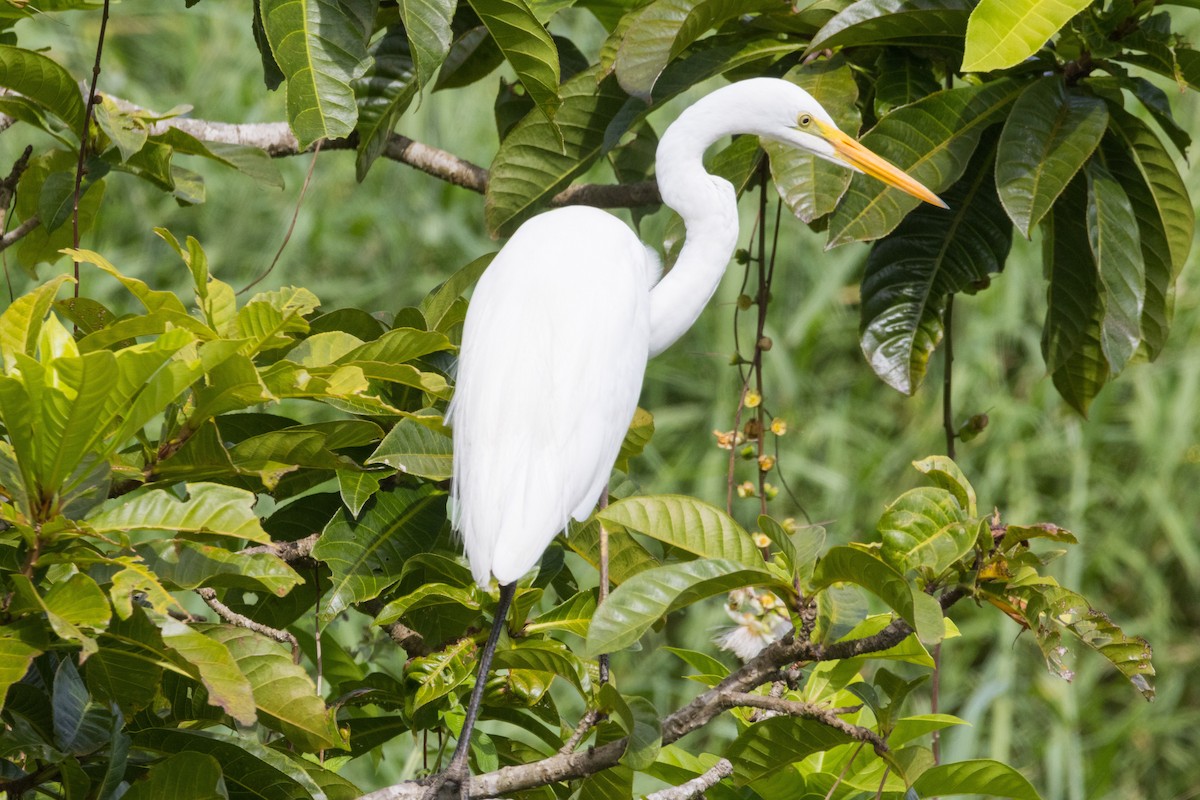 Great Egret - ML629982183