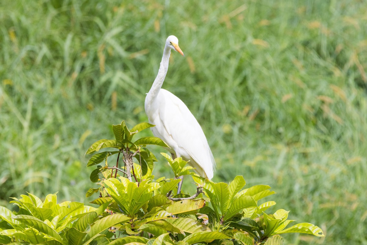 Great Egret - ML629982184