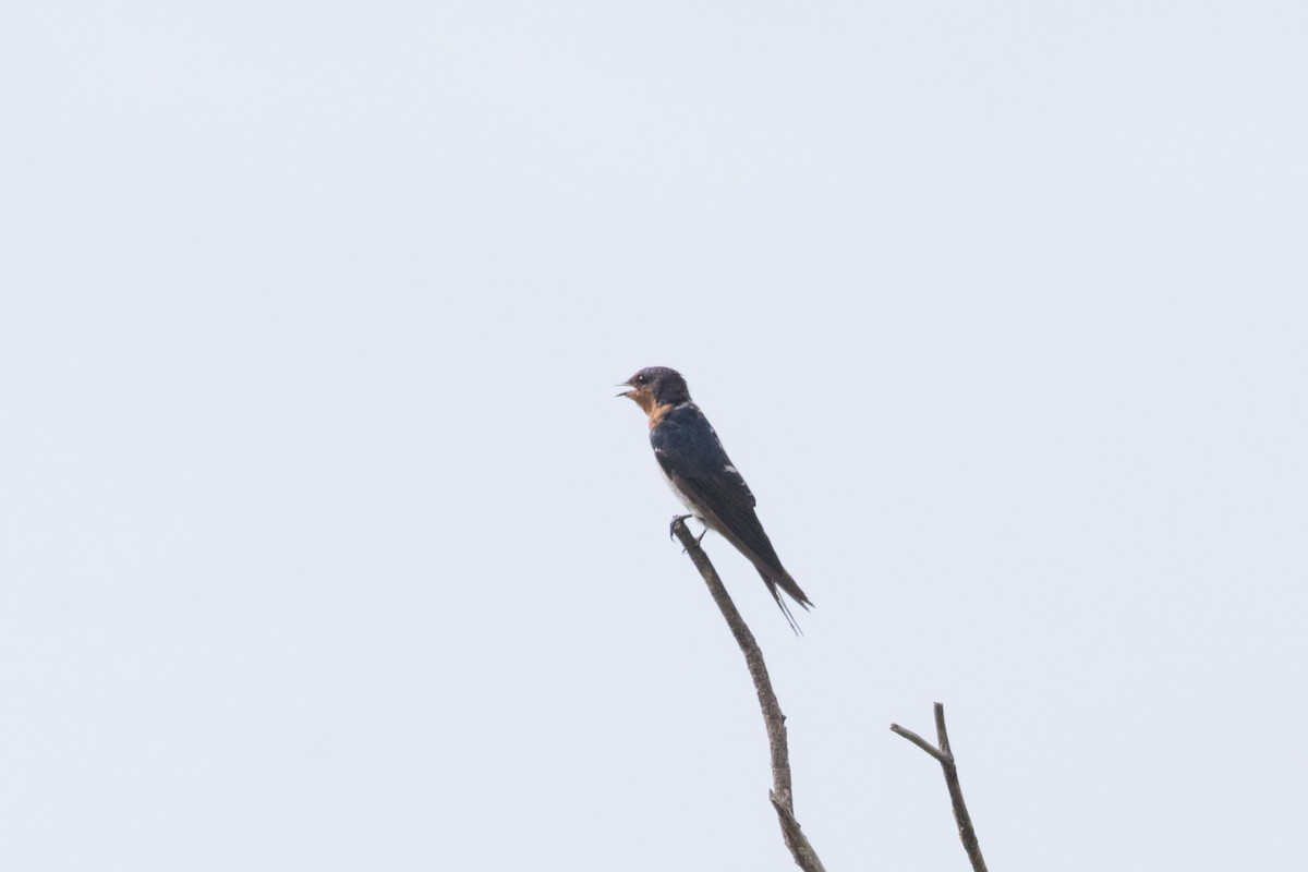 Welcome Swallow - ML629982192