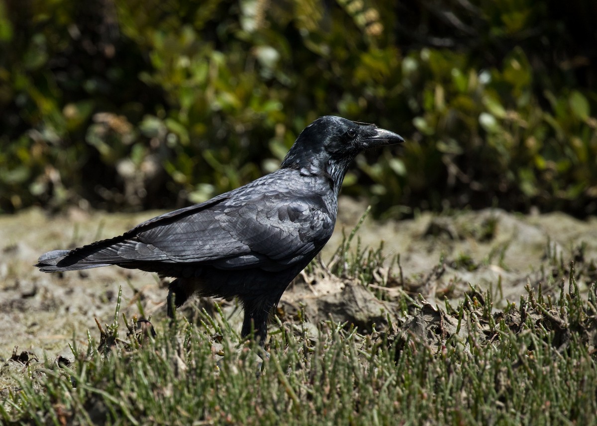 Forest Raven - ML629982221