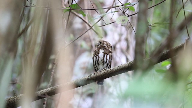 Collared Owlet - ML629982237