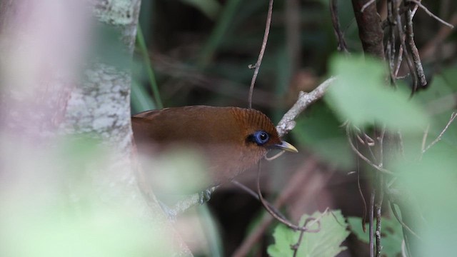 Rusty Laughingthrush - ML629982268