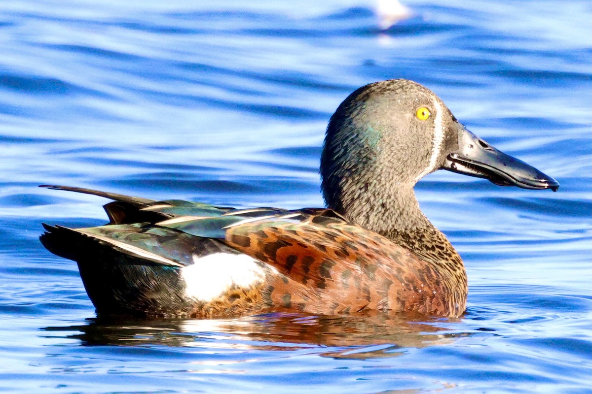 Canard bridé - ML629982523