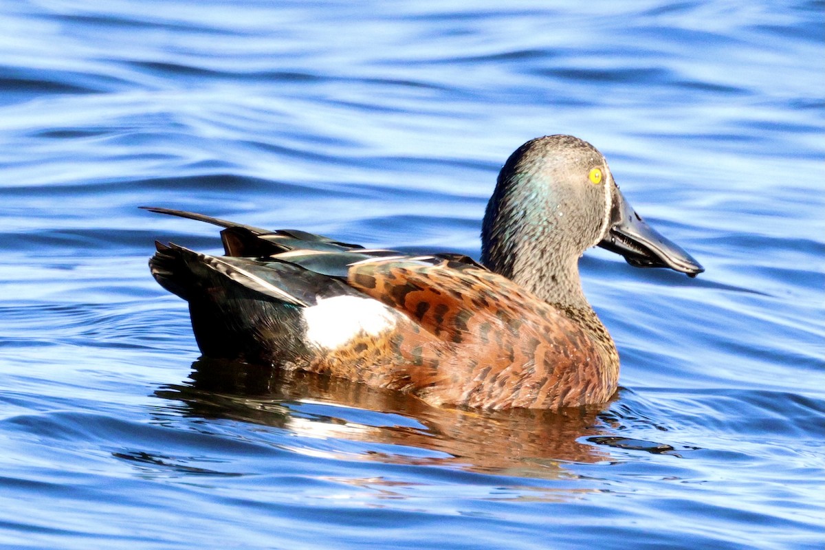 Canard bridé - ML629982524