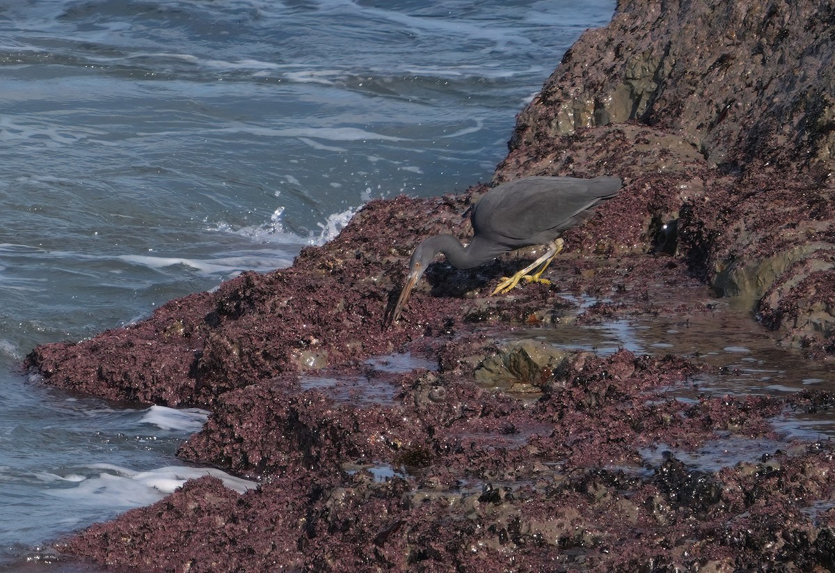 Pacific Reef-Heron - ML629982528