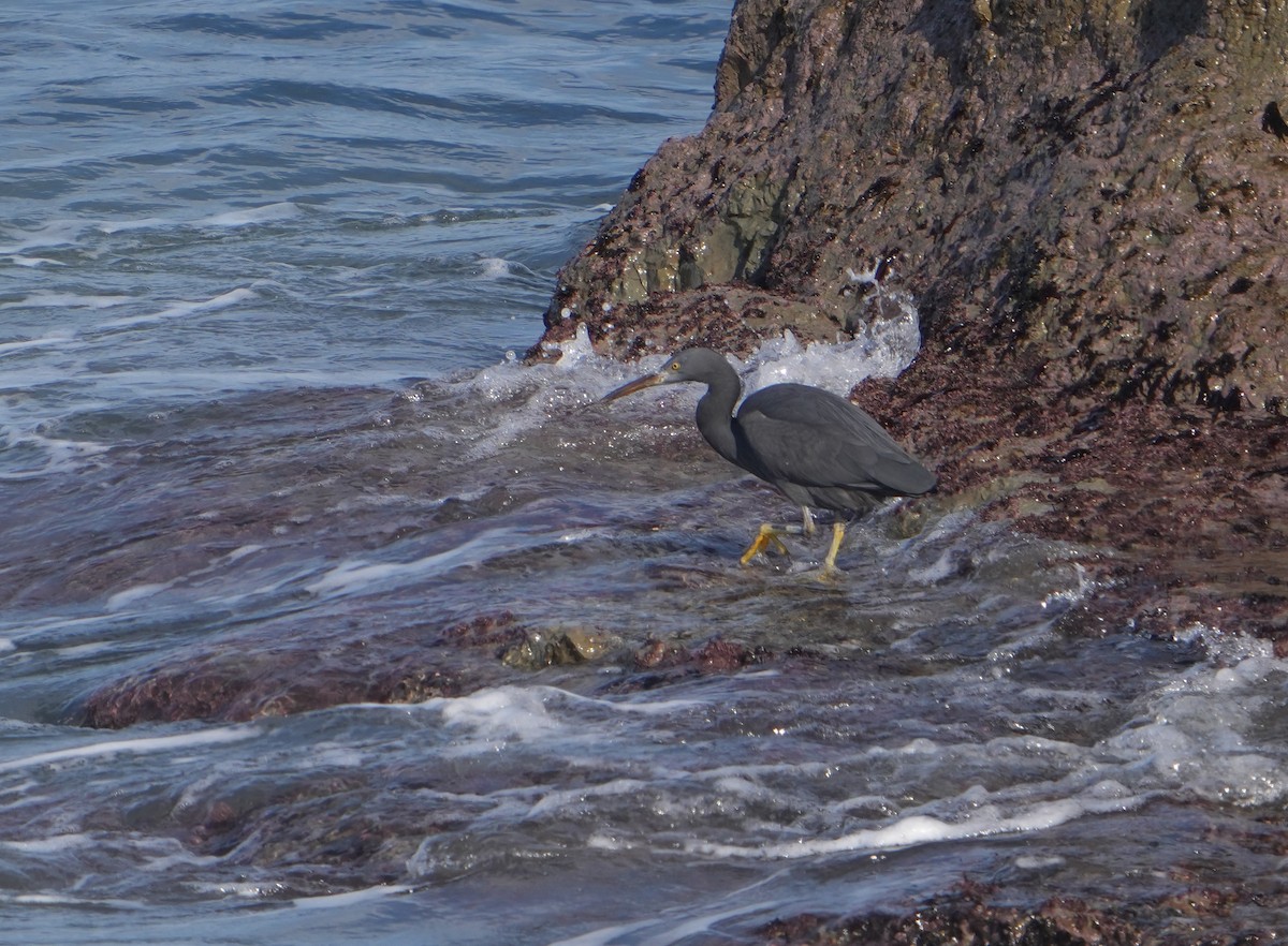 Pacific Reef-Heron - ML629982529