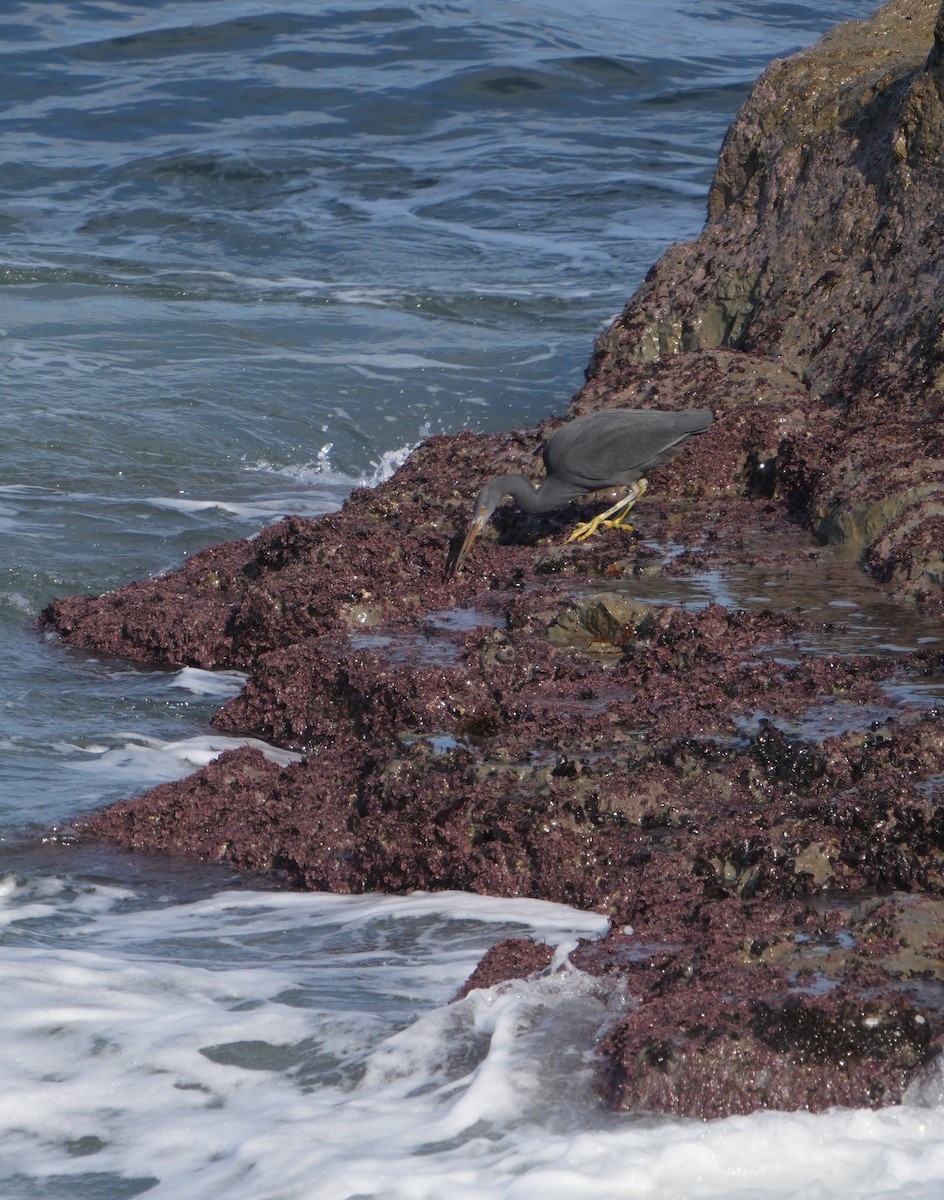 Pacific Reef-Heron - ML629982530