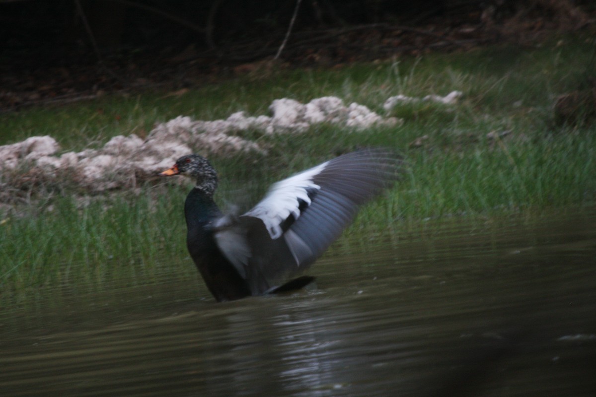 White-winged Duck - ML629982629