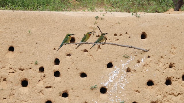 Blue-tailed Bee-eater - ML629982981