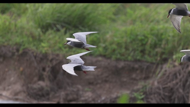 Whiskered Tern - ML629982988