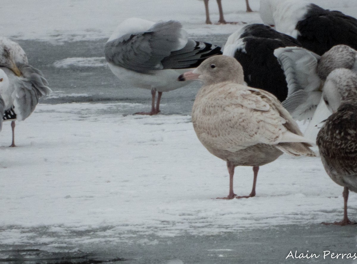 Мөсний цахлай - ML629983016