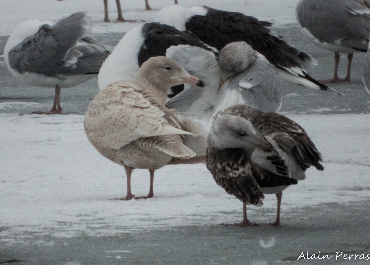 Мөсний цахлай - ML629983017