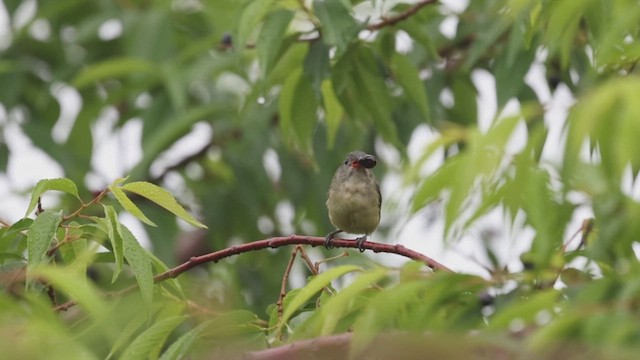 Fire-breasted Flowerpecker (Taiwan) - ML629983337