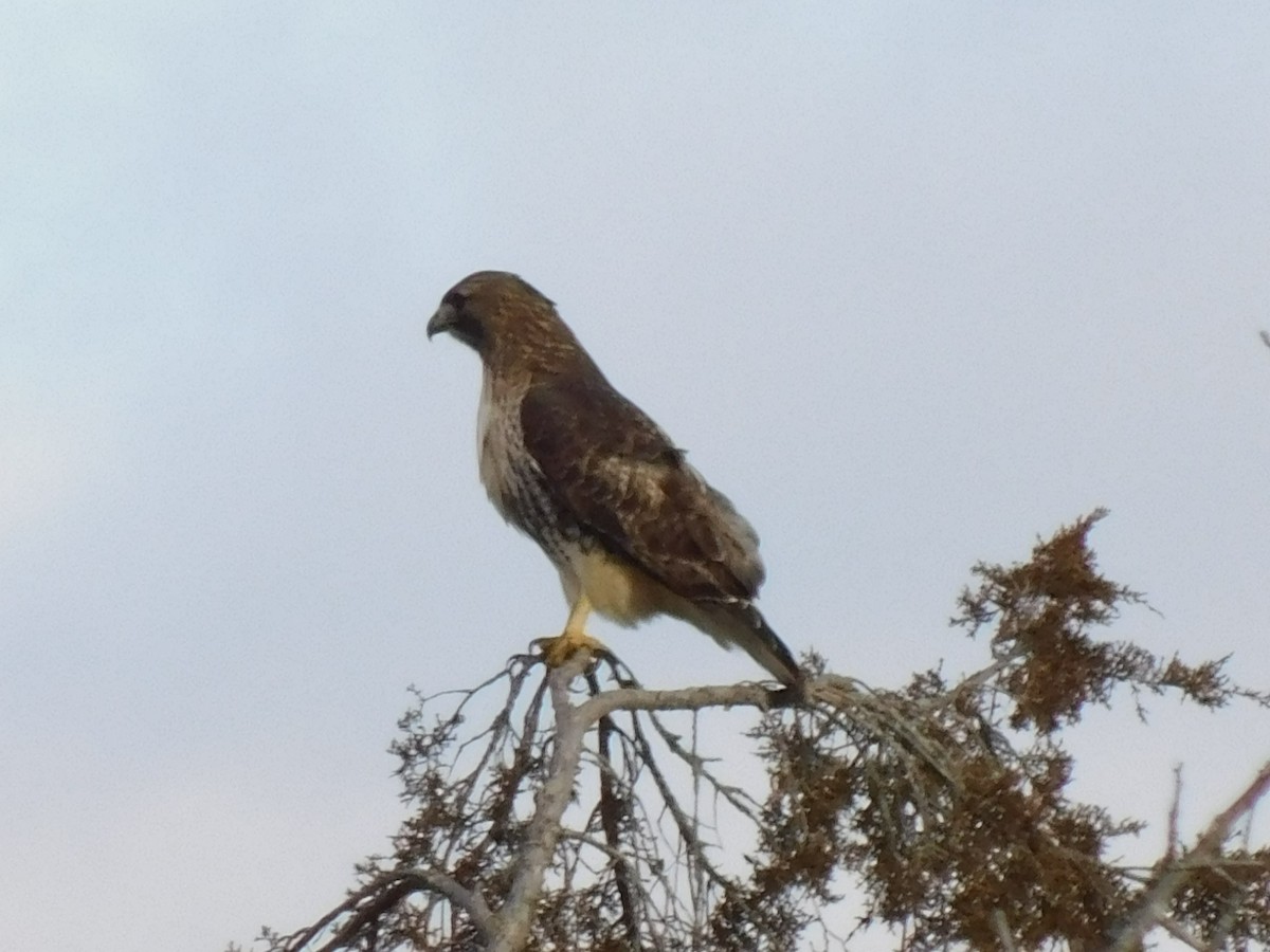 Red-tailed Hawk (abieticola) - ML629983629