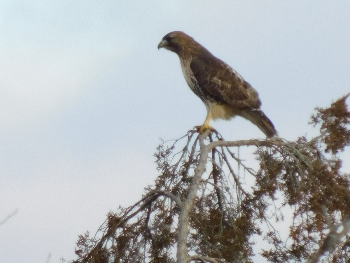 Red-tailed Hawk (abieticola) - ML629983630