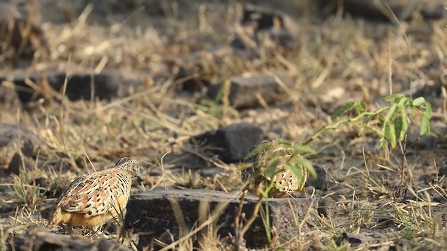 Barred Buttonquail - ML629983730