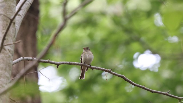 Acadian Flycatcher - ML629983738