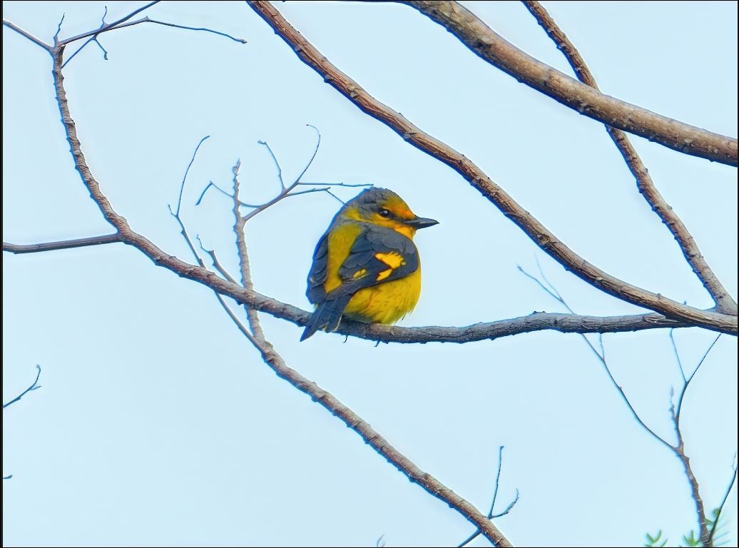 Scarlet Minivet - ML629983980