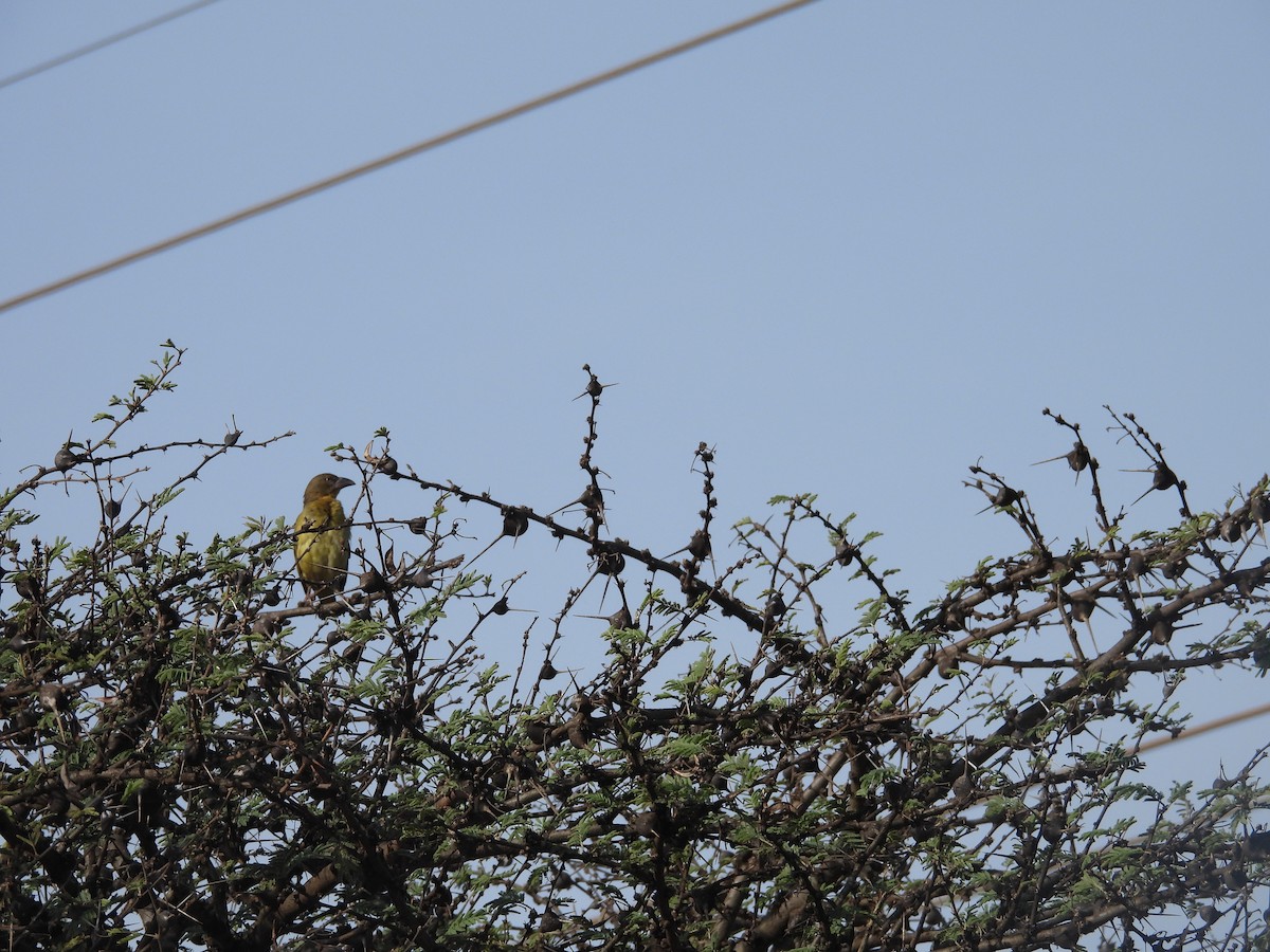 Fox's Weaver - ML629984052