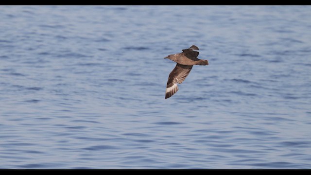 South Polar Skua - ML629984057