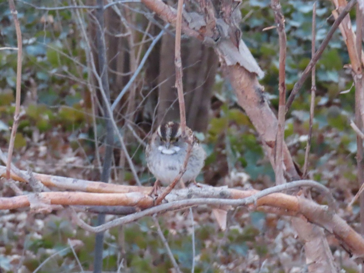 White-throated Sparrow - ML629984071