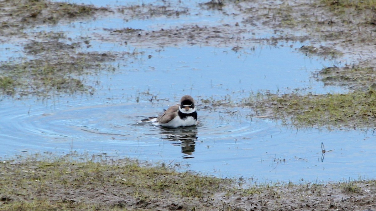 Semipalmated Plover - ML629984393