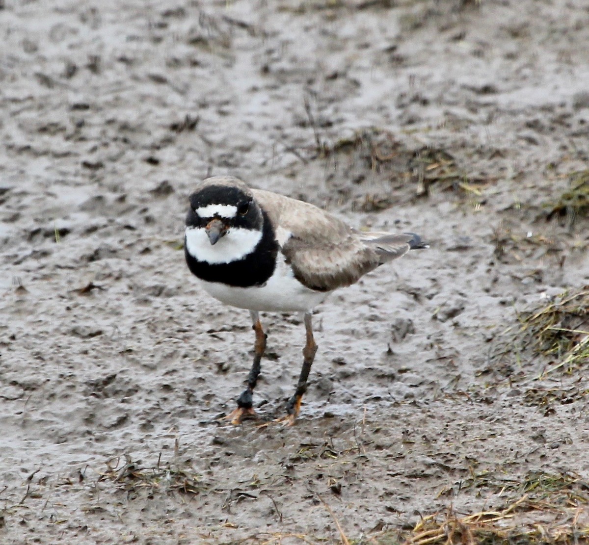 Semipalmated Plover - ML629984394