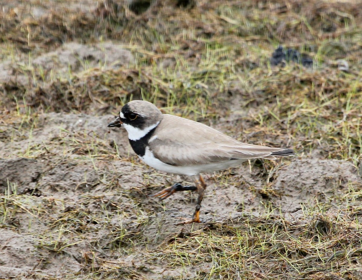 Semipalmated Plover - ML629984395