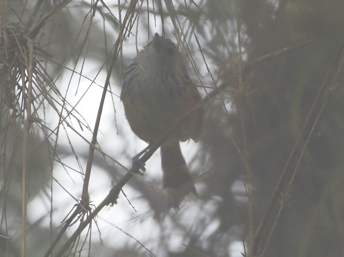 Klages's Antbird - ML629984803