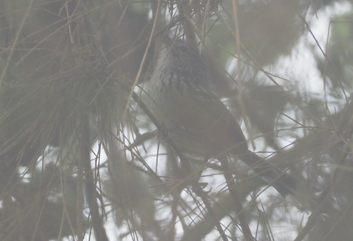 Klages's Antbird - ML629984821