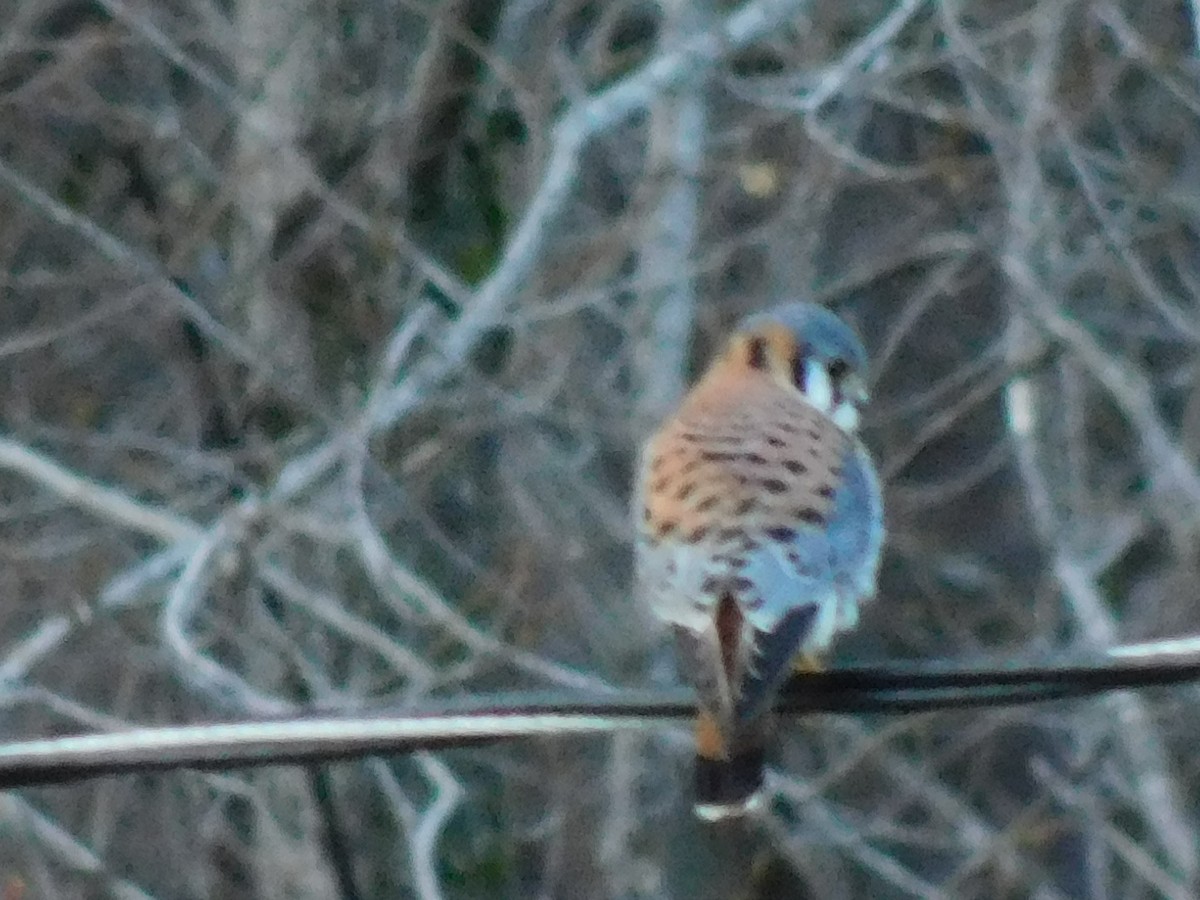American Kestrel - ML629984851