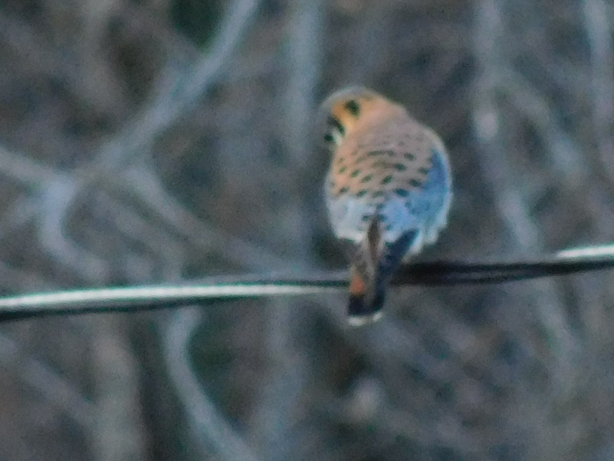 American Kestrel - ML629984852