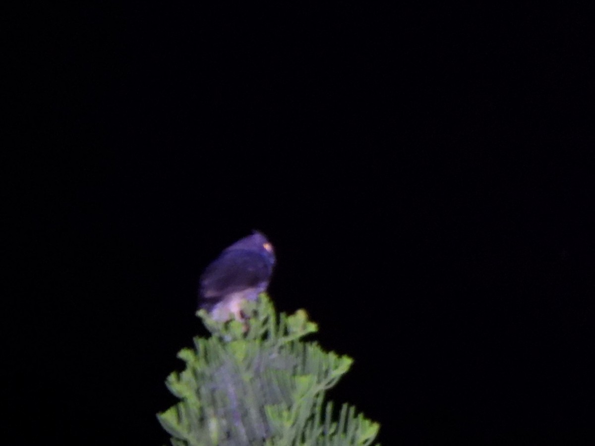Stygian Owl - ML629984907