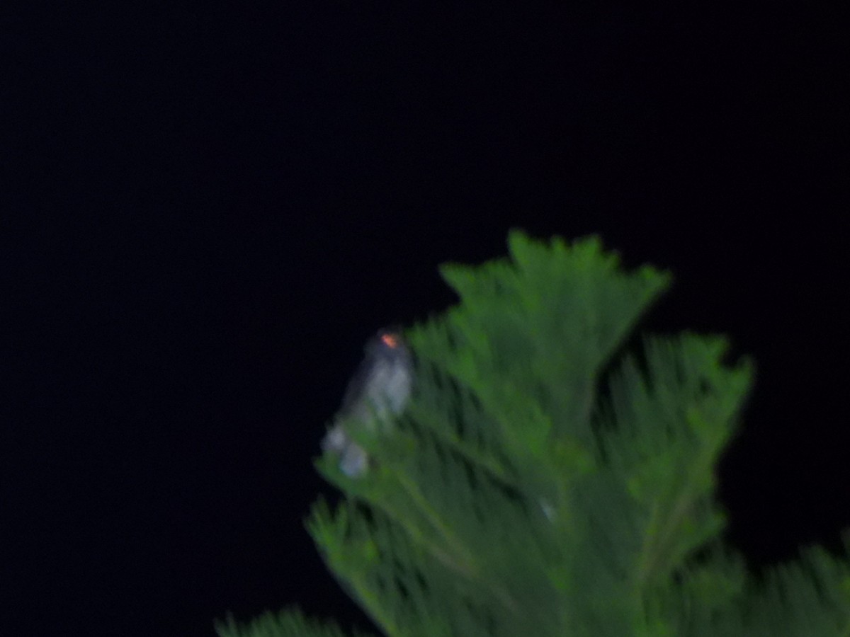 Stygian Owl - ML629984908