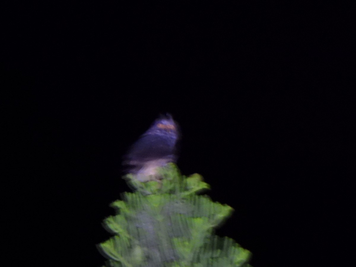 Stygian Owl - ML629984909